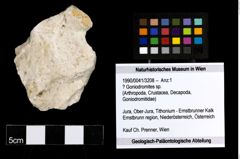 Foto (Objekt + Etiketten) von ? Goniodromites sp. 